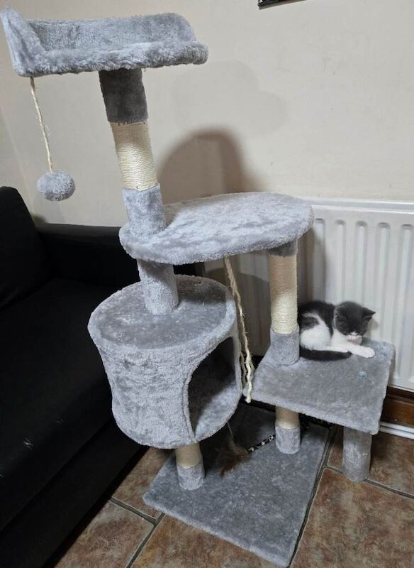British Shorthair kittens for sale in Middlesbrough, North Yorkshire β 10 weeks old - Image 3 of 3