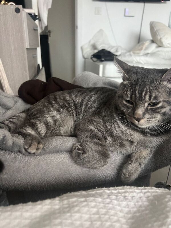 Kitten for sale - Image 2 of 3