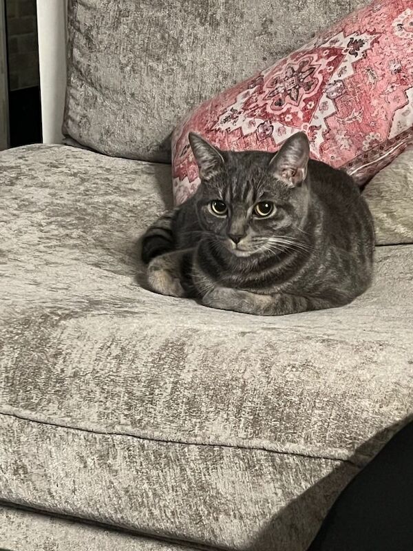 Kitten for sale - Image 3 of 3