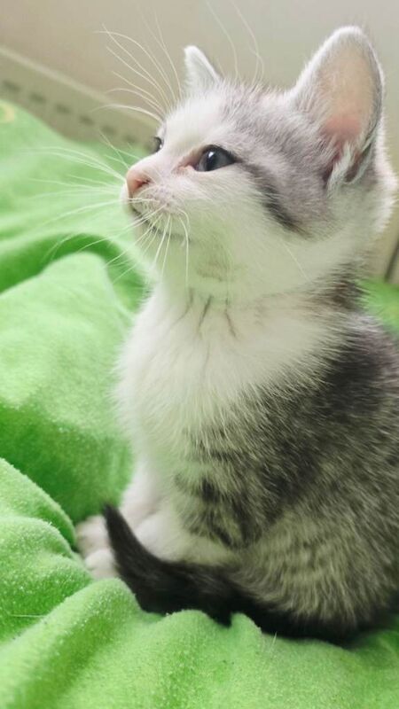 Kitten for sale - Image 2 of 2