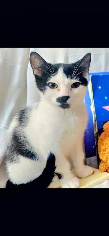 Kitten for sale