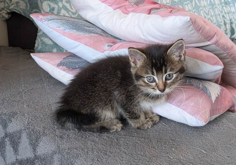 Kitten for sale - Image 2 of 3