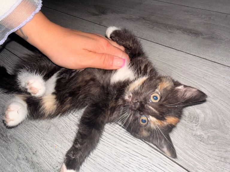 Kitten for sale