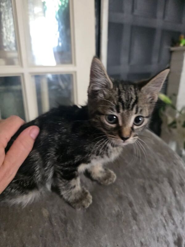 Kitten for sale. 3 part bengal. 2 boys 1 girl for sale in Southampton, Hampshire | Image 2