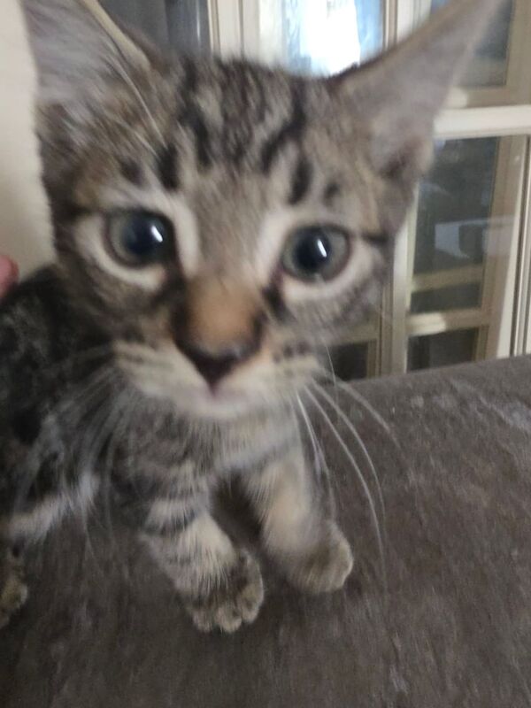 Kitten for sale. 3 part bengal. 2 boys 1 girl for sale in Southampton, Hampshire | Image 3