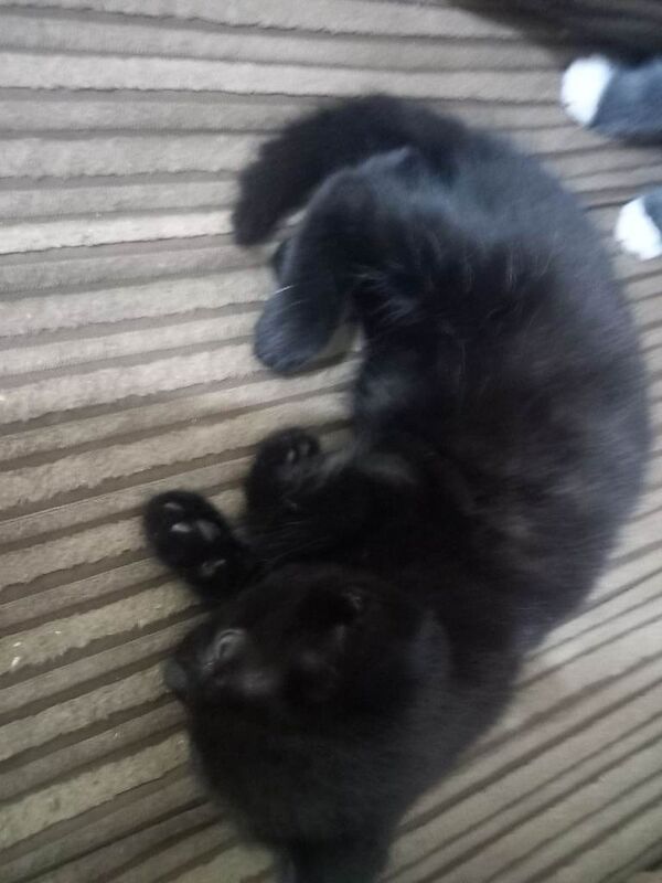 Kitten for sale