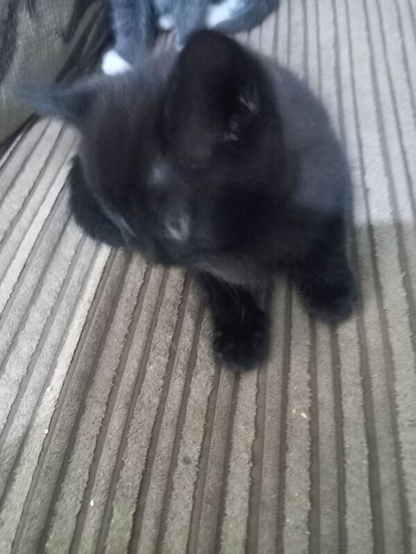 Kitten for sale - Image 2 of 2