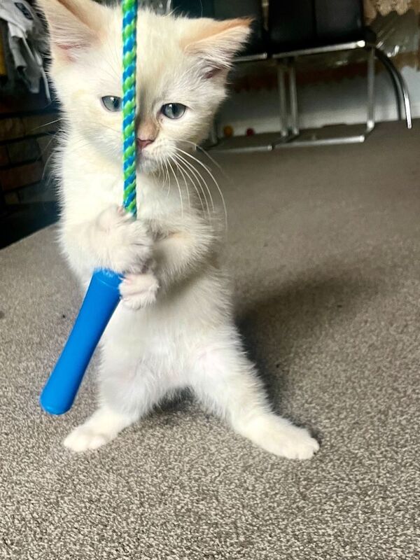 Kitten for Sales Persian & British Short Hair mixed.