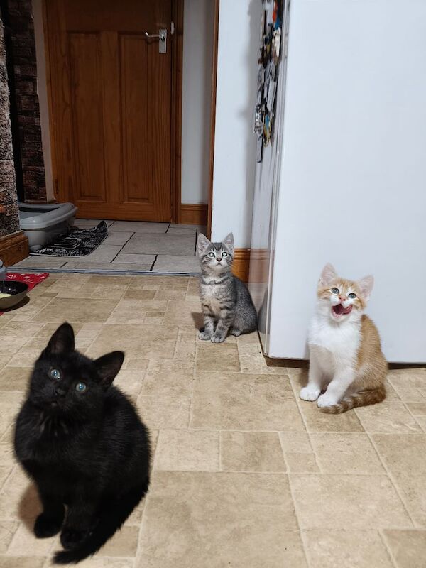 British Shorthair kittens for sale in Redfield, Bristol – 9 weeks old