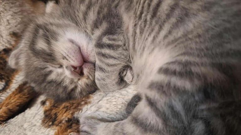 British Shorthair kittens for sale in Redfield, Bristol – 9 weeks old - Image 3 of 4