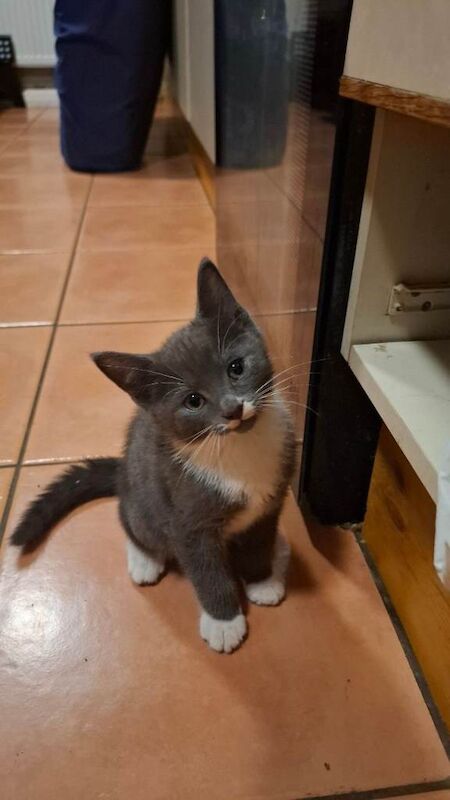 British Shorthair Kittens For Sale Under £300