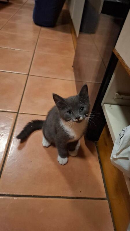 Kitten grey - Image 2 of 2