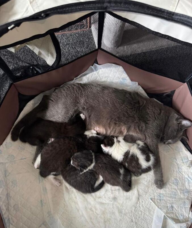 Kitten half british shorthair