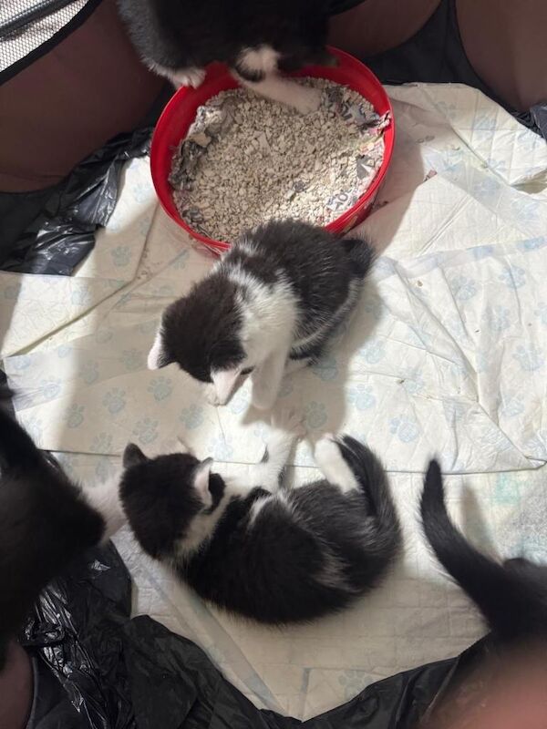 Kitten half british shorthair - Image 2 of 3
