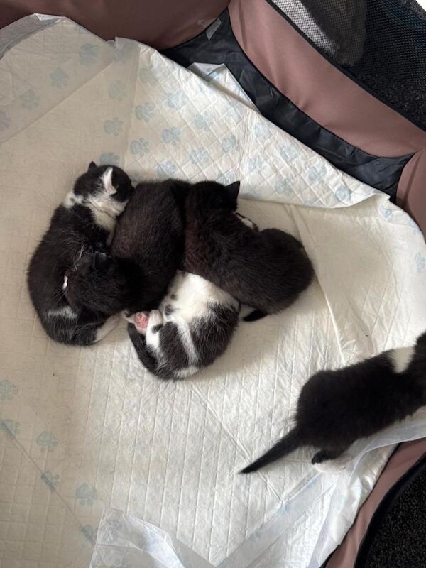Kitten half british shorthair - Image 3 of 3