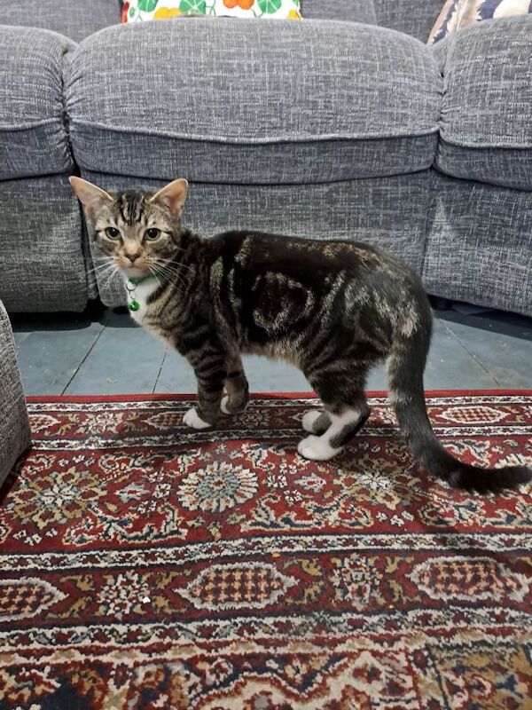 British Shorthair kittens for sale in Sandwell, West Midlands – 11 weeks old