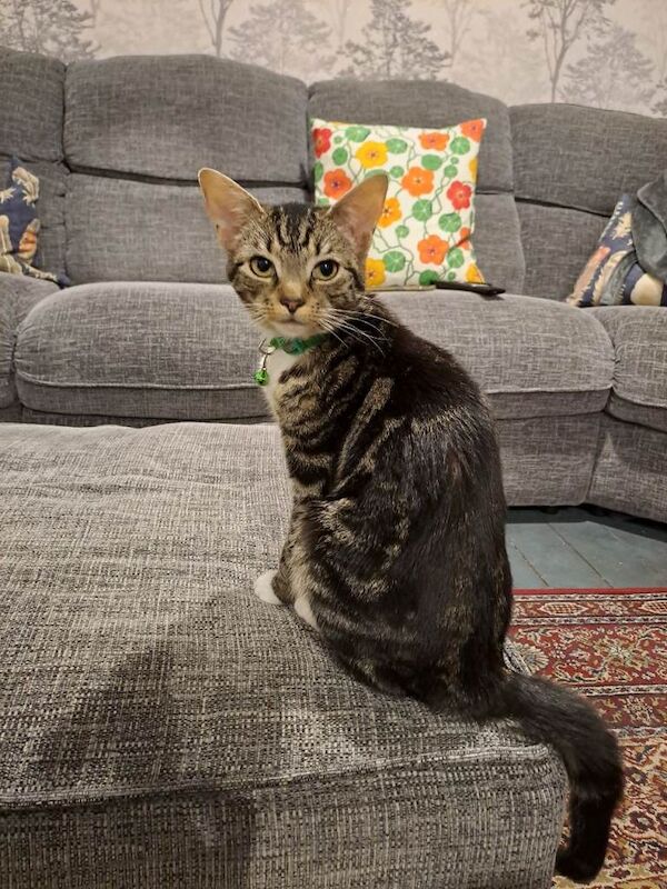 Kitten in need of good home - Image 2 of 2