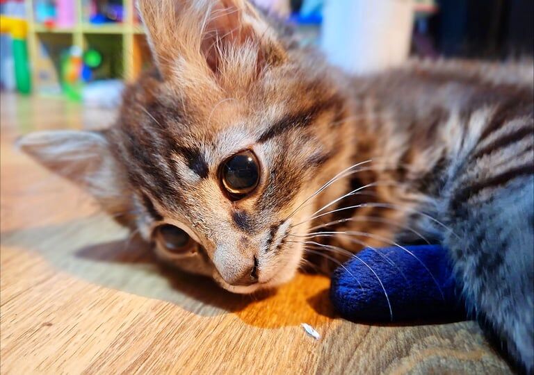 British Shorthair kittens for sale in Gosport, Hampshire – 5 months old