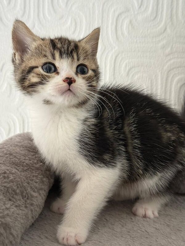 British Shorthair kittens for sale in Hodgehill, West Midlands – 9 weeks old