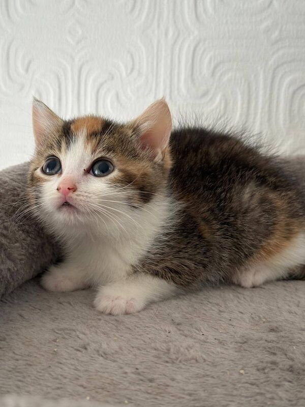 British Shorthair kittens for sale in Hodgehill, West Midlands – 9 weeks old - Image 2 of 3