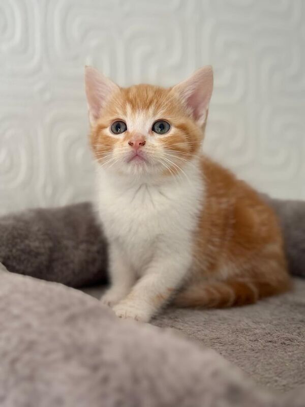 British Shorthair kittens for sale in Hodgehill, West Midlands – 9 weeks old - Image 3 of 3