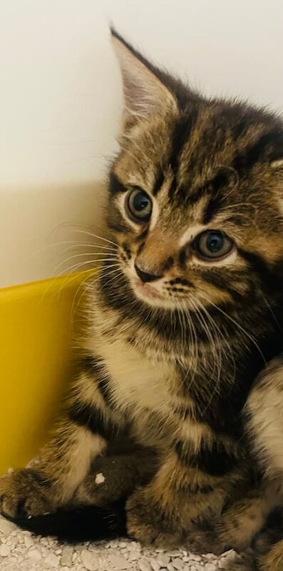 British Shorthair kittens for sale in Carlton, Nottinghamshire – 8 weeks old