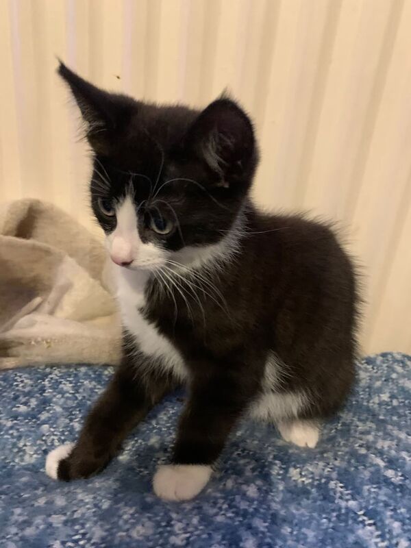 kitten to a good loving home for sale in Chellaston, Derbyshire | Image 2