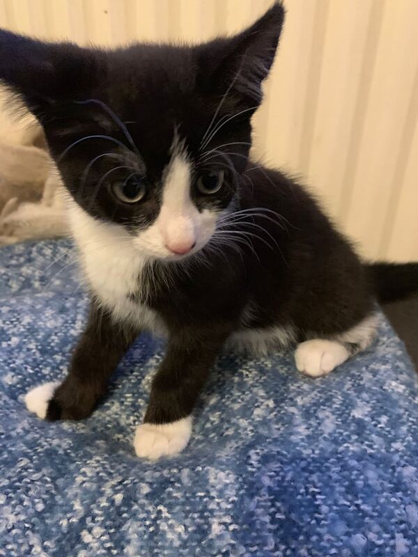 kitten to a good loving home for sale in Chellaston, Derbyshire | Image 3