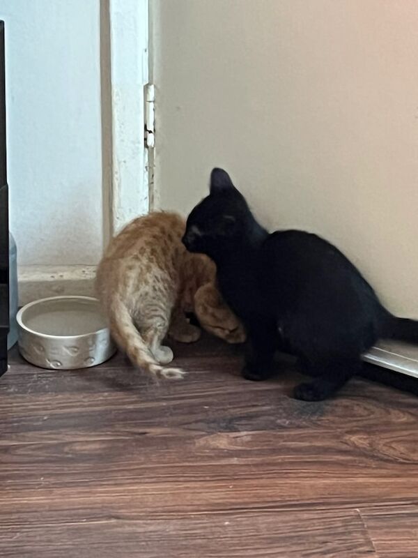 British Shorthair kittens for sale in Slough, Berkshire – 10 months old - Image 1 of 3