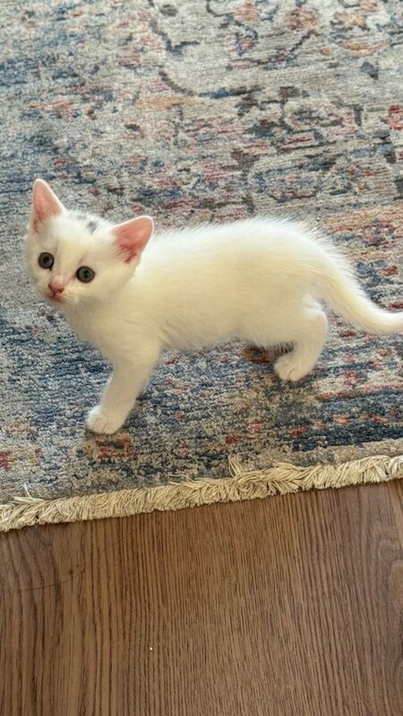 Kittens 1 white and 1 marble left