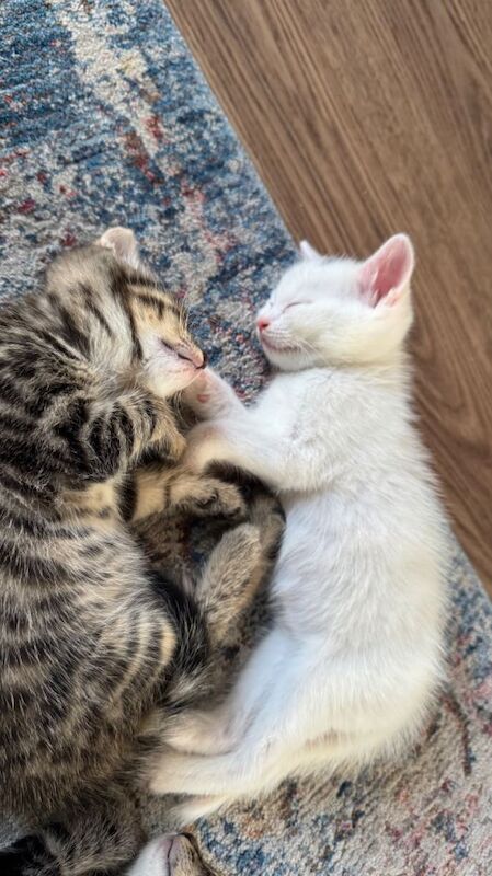 Kittens 1 white and 1 marble left - Image 2 of 6