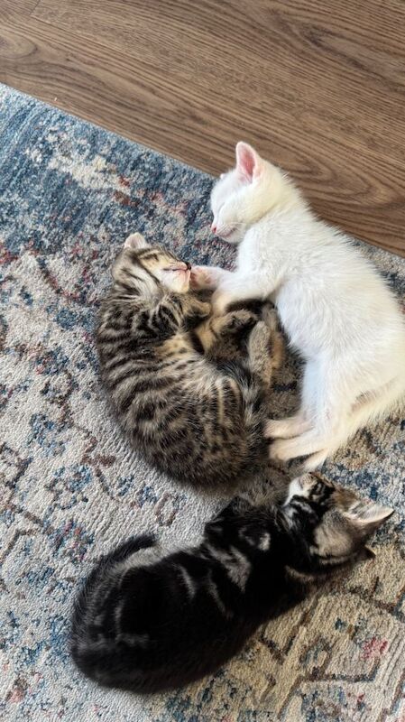 Kittens 1 white and 1 marble left - Image 3 of 6