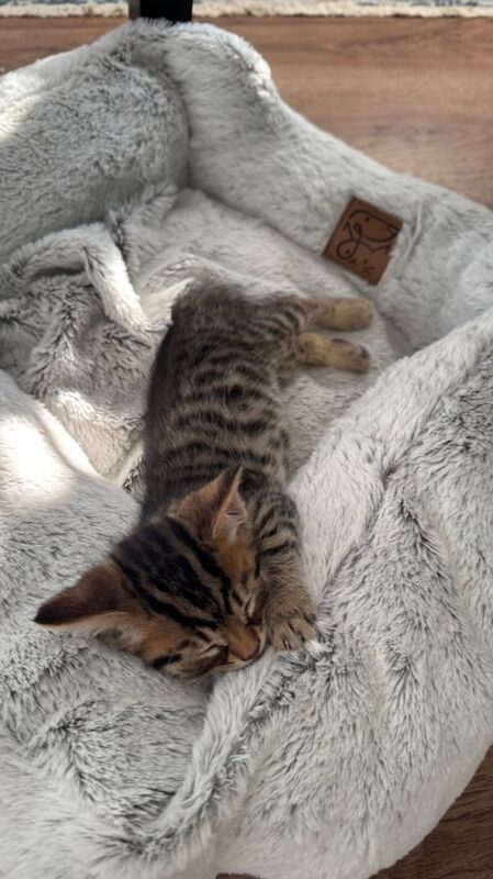 Kittens 1 white and 1 marble left - Image 4 of 6