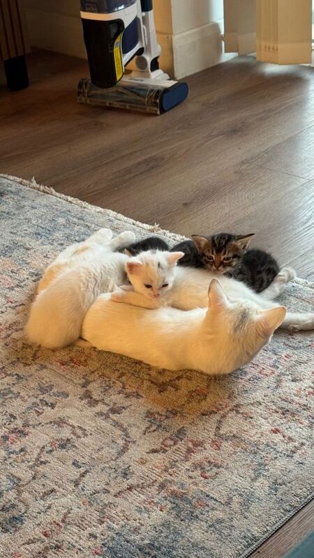 Kittens 1 white and 1 marble left - Image 5 of 6