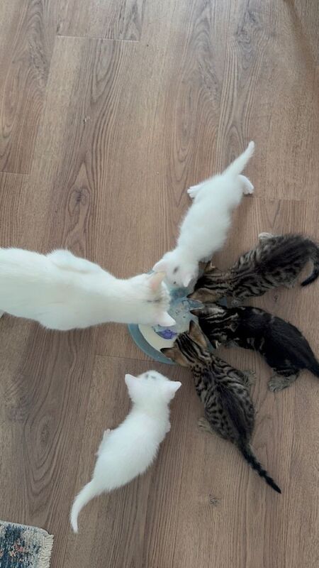 Kittens 1 white and 1 marble left - Image 6 of 6