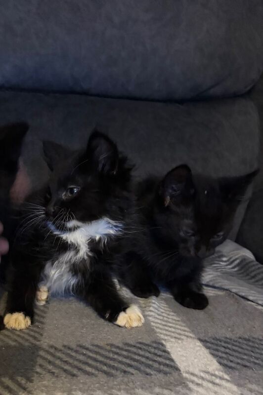 British Shorthair kittens for sale in South Shields, Tyne and Wear – 10 weeks old