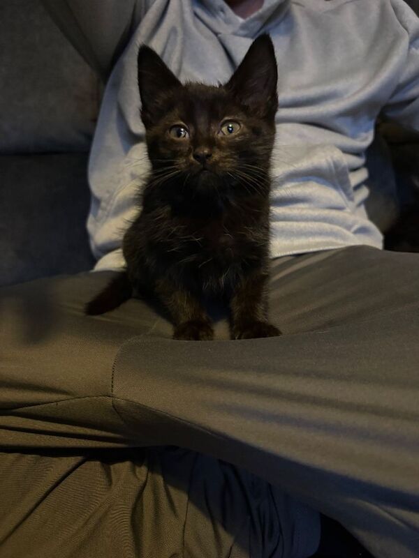 British Shorthair kittens for sale in South Shields, Tyne And Wear – 3 months old - Image 2 of 3