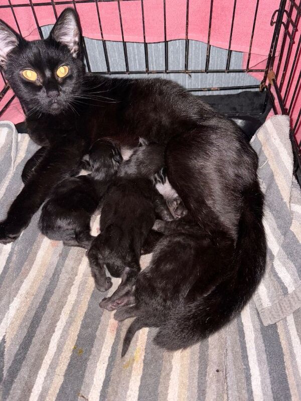 British Shorthair kittens for sale in South Shields, Tyne And Wear – 3 months old - Image 3 of 3