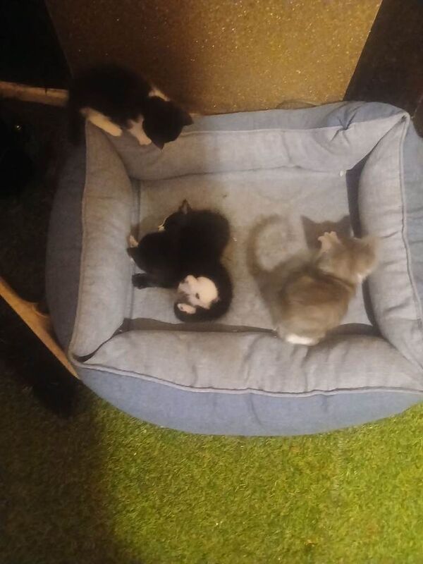 British Shorthair Kittens For Sale Under £300