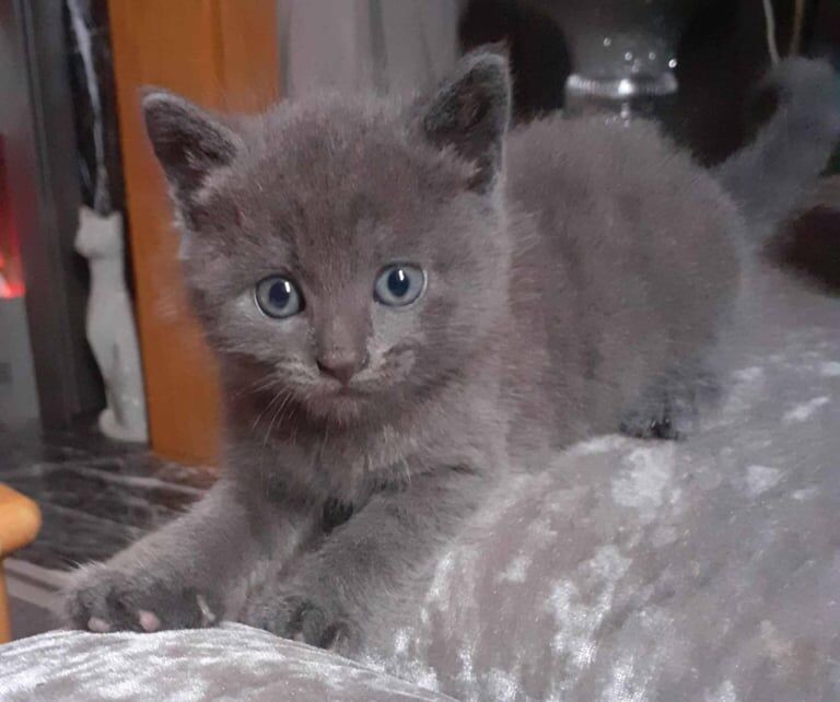 British Shorthair kittens for sale in Huddersfield, West Yorkshire – 10 months old - Image 1 of 3