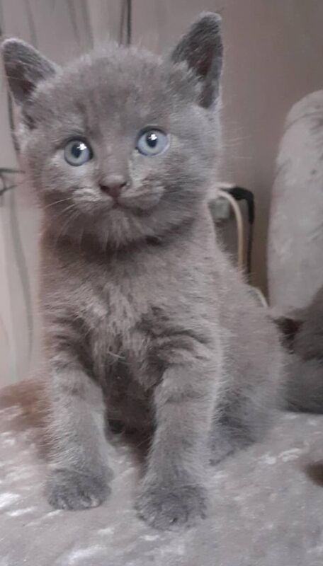 British Shorthair kittens for sale in Huddersfield, West Yorkshire – 10 months old - Image 2 of 3