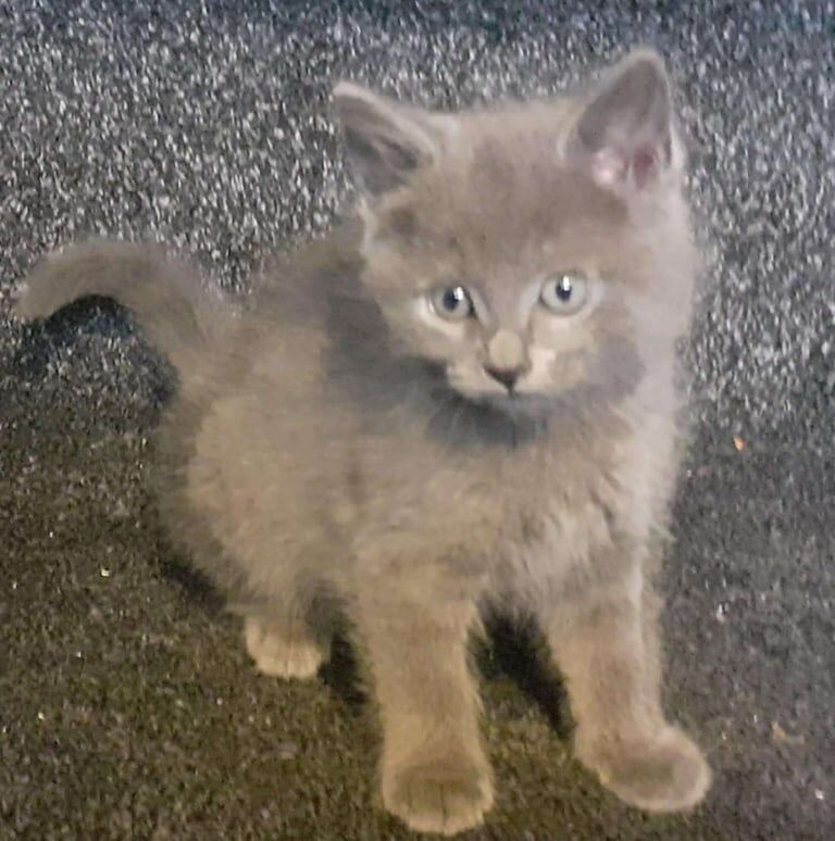 British Shorthair kittens for sale in Huddersfield, West Yorkshire – 10 months old - Image 3 of 3