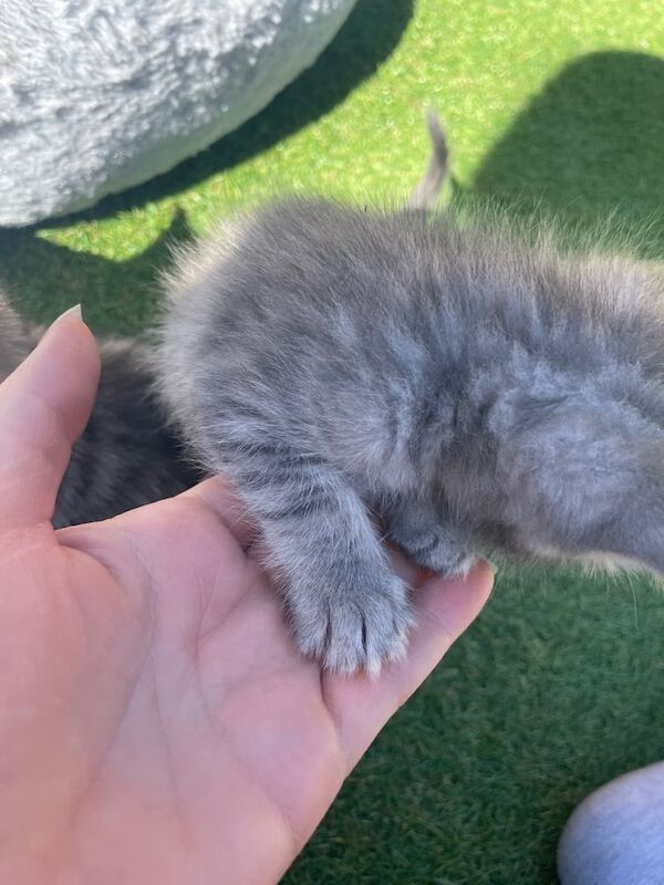 Kittens for sale in Dudley, West Midlands
