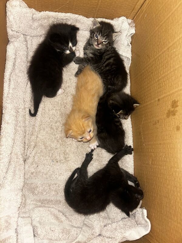 Kittens for sale in Crawley, West Sussex