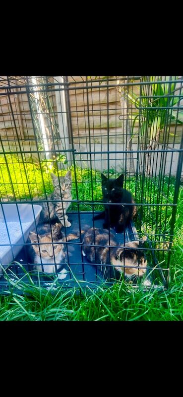 😻😻KITTENS 😻😻😻 for sale in Dagenham, Greater London
