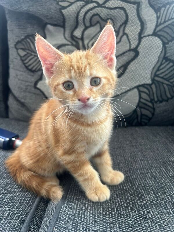 Kittens for sale in Guildford, Surrey