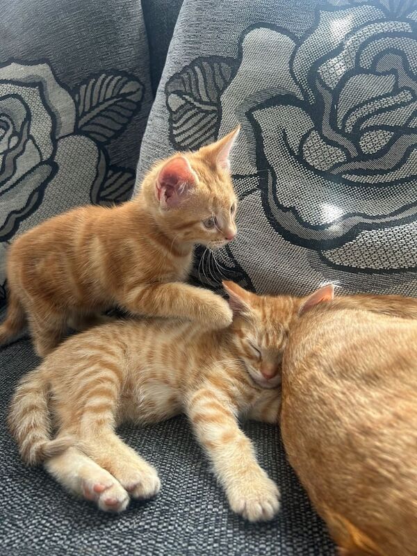 Kittens for sale in Guildford, Surrey | Image 2
