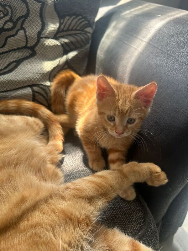 Kittens for sale in Guildford, Surrey | Image 3