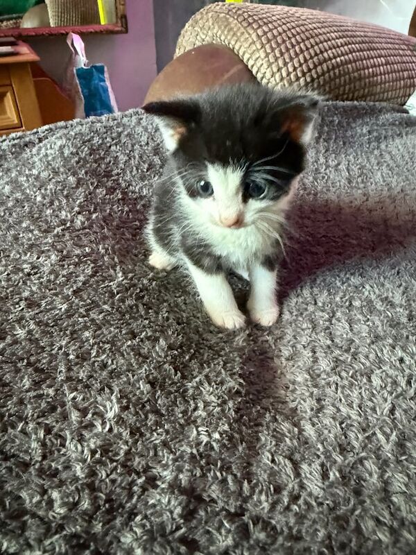 Kittens for sale in Lowestoft, Suffolk