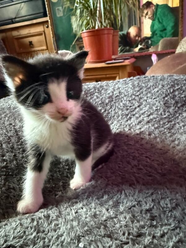 Kittens for sale in Lowestoft, Suffolk - Image 2